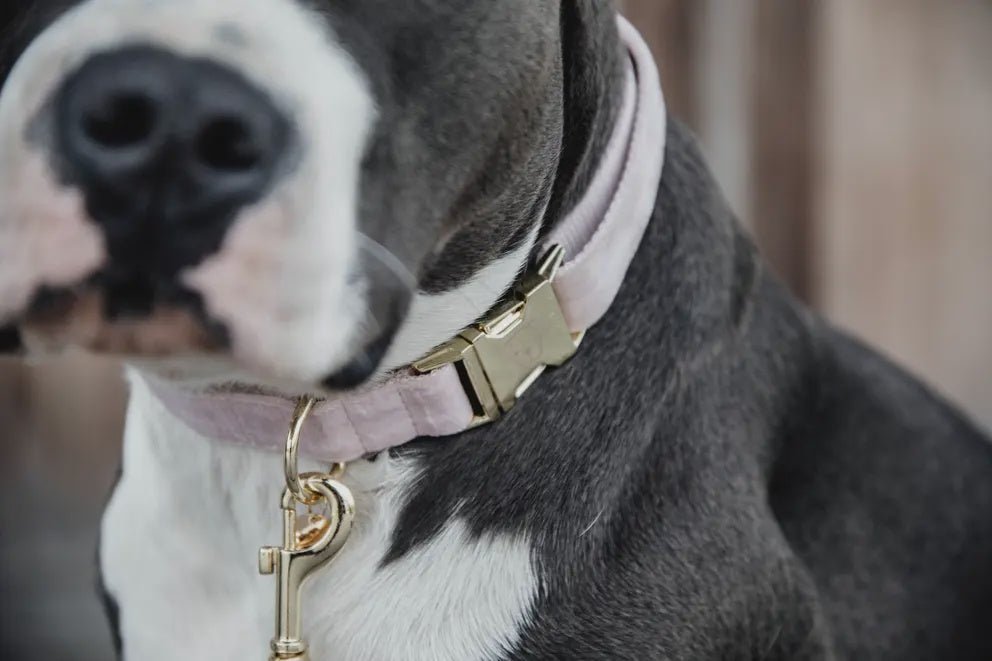Kentucky Hondenhalsband Velvet Dogwear - Maddelin Equestrian Kentucky