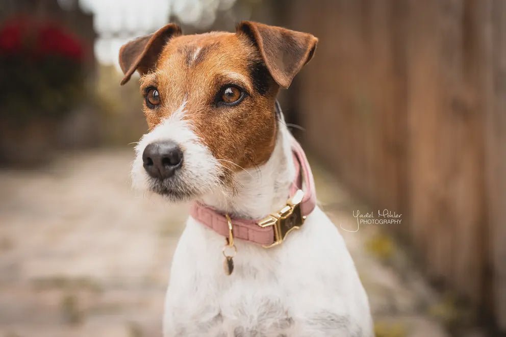 Kentucky Hondenhalsband Velvet Dogwear - Maddelin Equestrian Kentucky