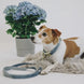 Kentucky Hondenhalsband Velvet Dogwear - Maddelin Equestrian Kentucky
