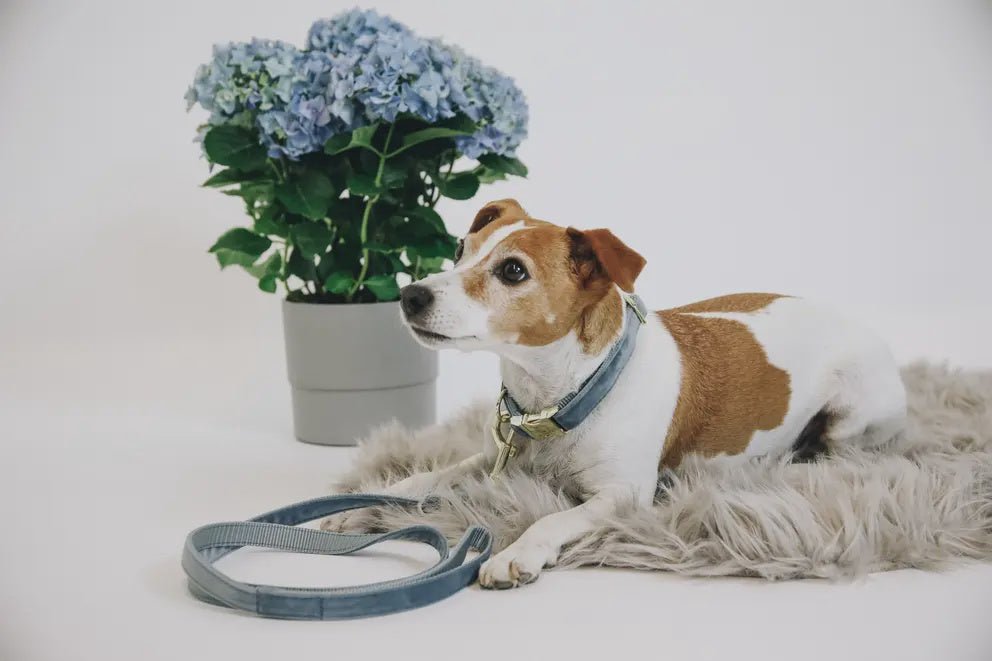 Kentucky Hondenhalsband Velvet Dogwear - Maddelin Equestrian Kentucky
