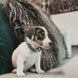 Kentucky Hondenhalsband Velvet Dogwear - Maddelin Equestrian Kentucky