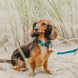 Kentucky Hondenhalsband Velvet Dogwear - Maddelin Equestrian Kentucky