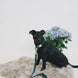 Kentucky Hondenhalsband Velvet Dogwear - Maddelin Equestrian Kentucky