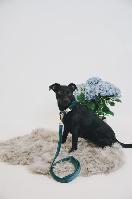 Kentucky Hondenhalsband Velvet Dogwear - Maddelin Equestrian Kentucky