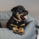 Kentucky Hondenhalsband Velvet Dogwear - Maddelin Equestrian Kentucky