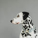 Kentucky Hondenhalsband Velvet Dogwear - Maddelin Equestrian Kentucky