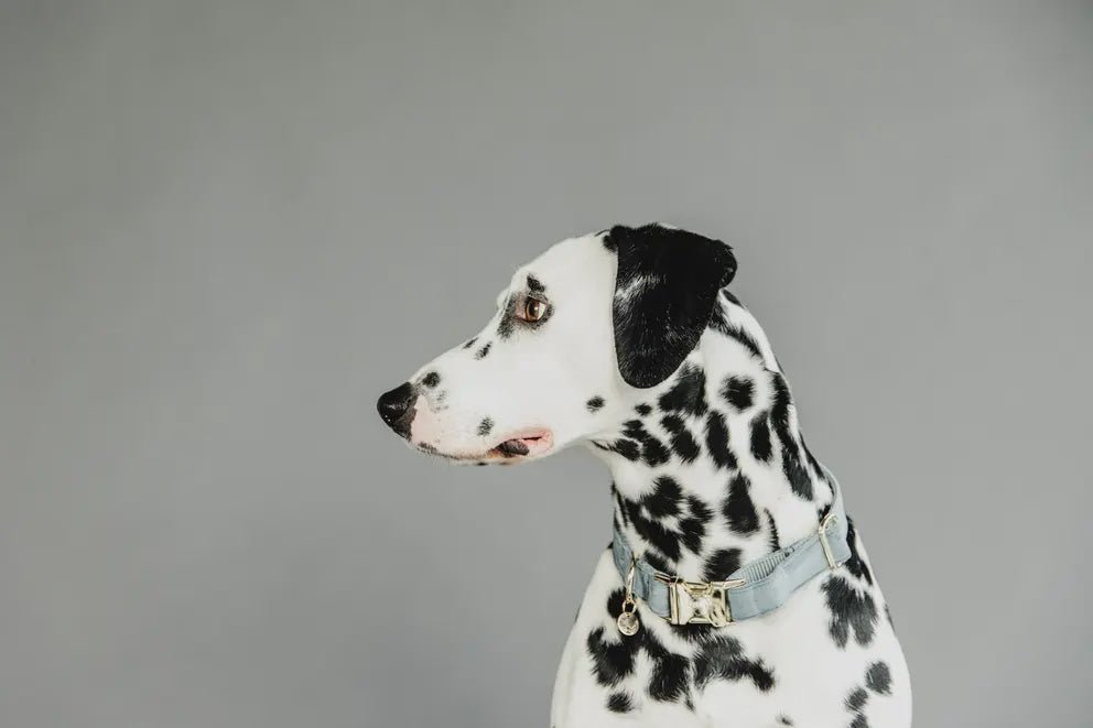 Kentucky Hondenhalsband Velvet Dogwear - Maddelin Equestrian Kentucky