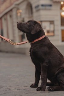 Kentucky Hondenhalsband Zacht Vegan Leder Dogwear - Maddelin Equestrian Kentucky