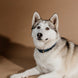 Kentucky Hondenhalsband Zacht Vegan Leder Dogwear - Maddelin Equestrian Kentucky