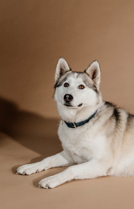 Kentucky Hondenhalsband Zacht Vegan Leder Dogwear - Maddelin Equestrian Kentucky