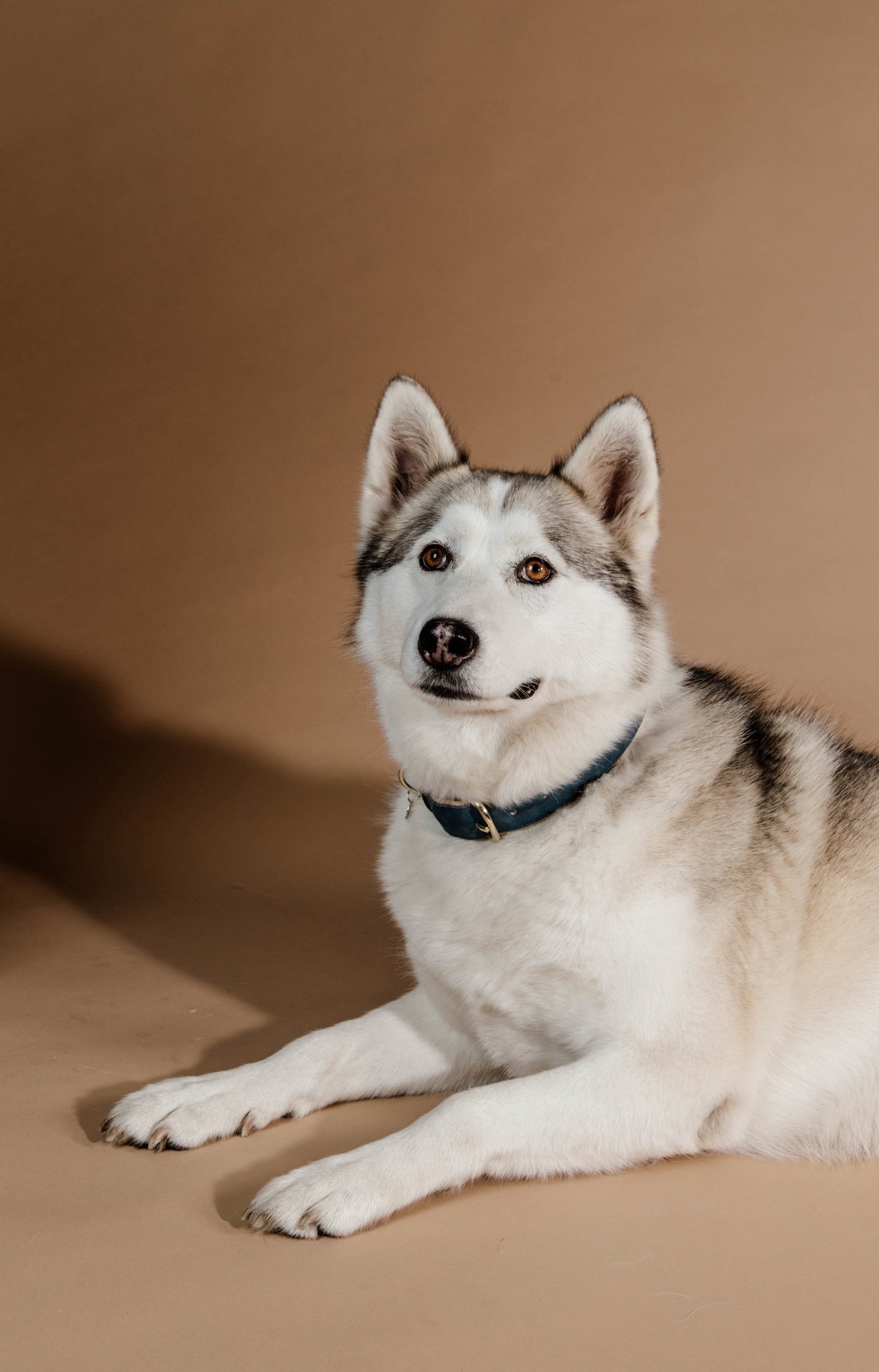 Kentucky Hondenhalsband Zacht Vegan Leder Dogwear - Maddelin Equestrian Kentucky