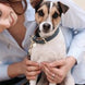 Kentucky Hondenhalsband Zacht Vegan Leder Dogwear - Maddelin Equestrian Kentucky