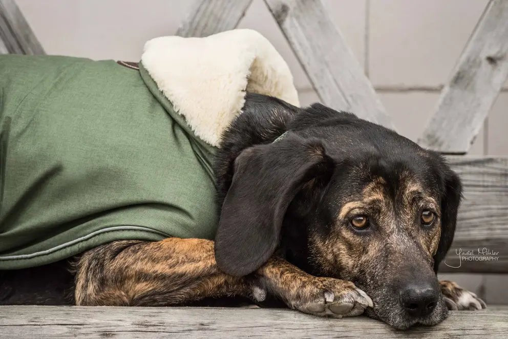 Kentucky Hondenjas Waterdicht 300gr Dogwear - Maddelin Equestrian Kentucky