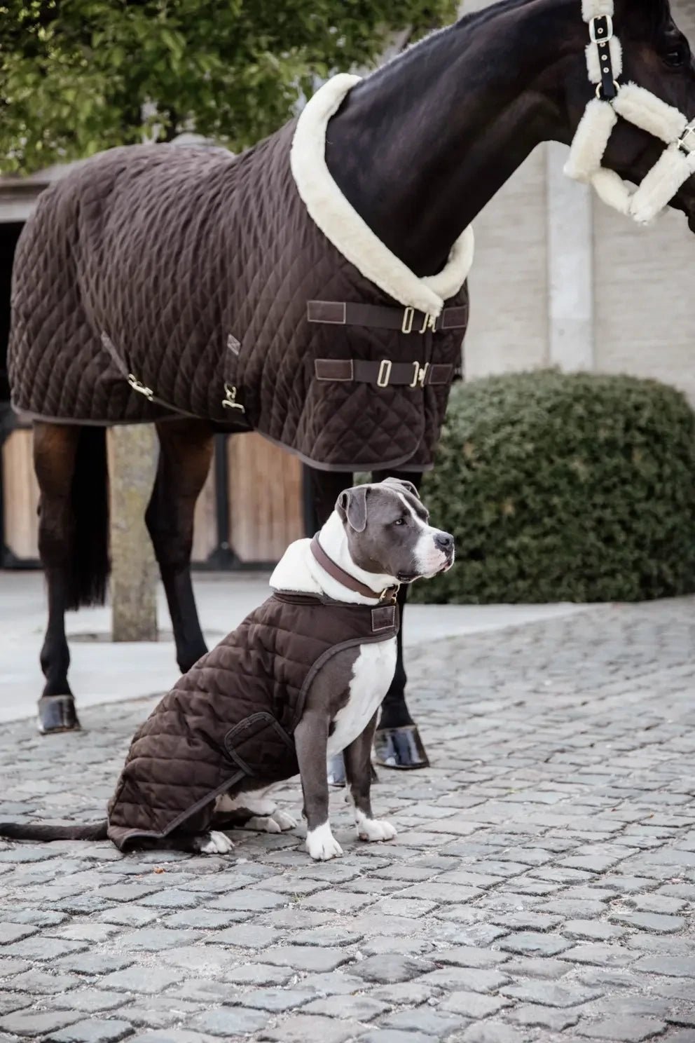 Kentucky Hondenjasje Original Dogwear - Maddelin Equestrian Kentucky