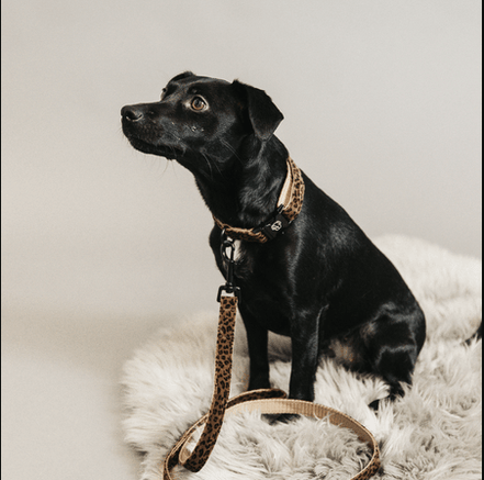 Kentucky Hondenlijn Leopard Dogwear - Maddelin Equestrian Kentucky