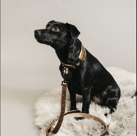 Kentucky Hondenlijn Leopard Dogwear - Maddelin Equestrian Kentucky