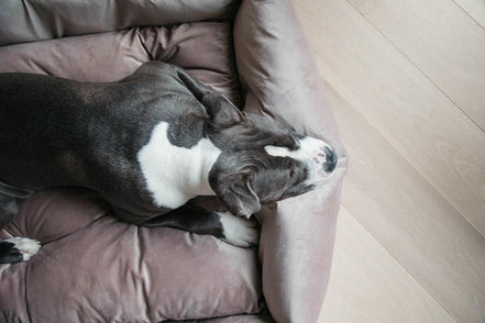 Kentucky Hondenmand Velvet Dogwear - Maddelin Equestrian Kentucky