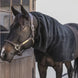 Kentucky Horse Scarf Waterdicht Classic Toebehoren - Maddelin Equestrian Kentucky
