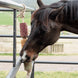 Kentucky Houten relax Paardenspeelgoed De - stress Speelgoed voor paarden - Maddelin Equestrian Kentucky