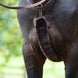 Kentucky Jachtmartingaal Cover Bont Borstriemen en martingalen - Maddelin Equestrian Kentucky