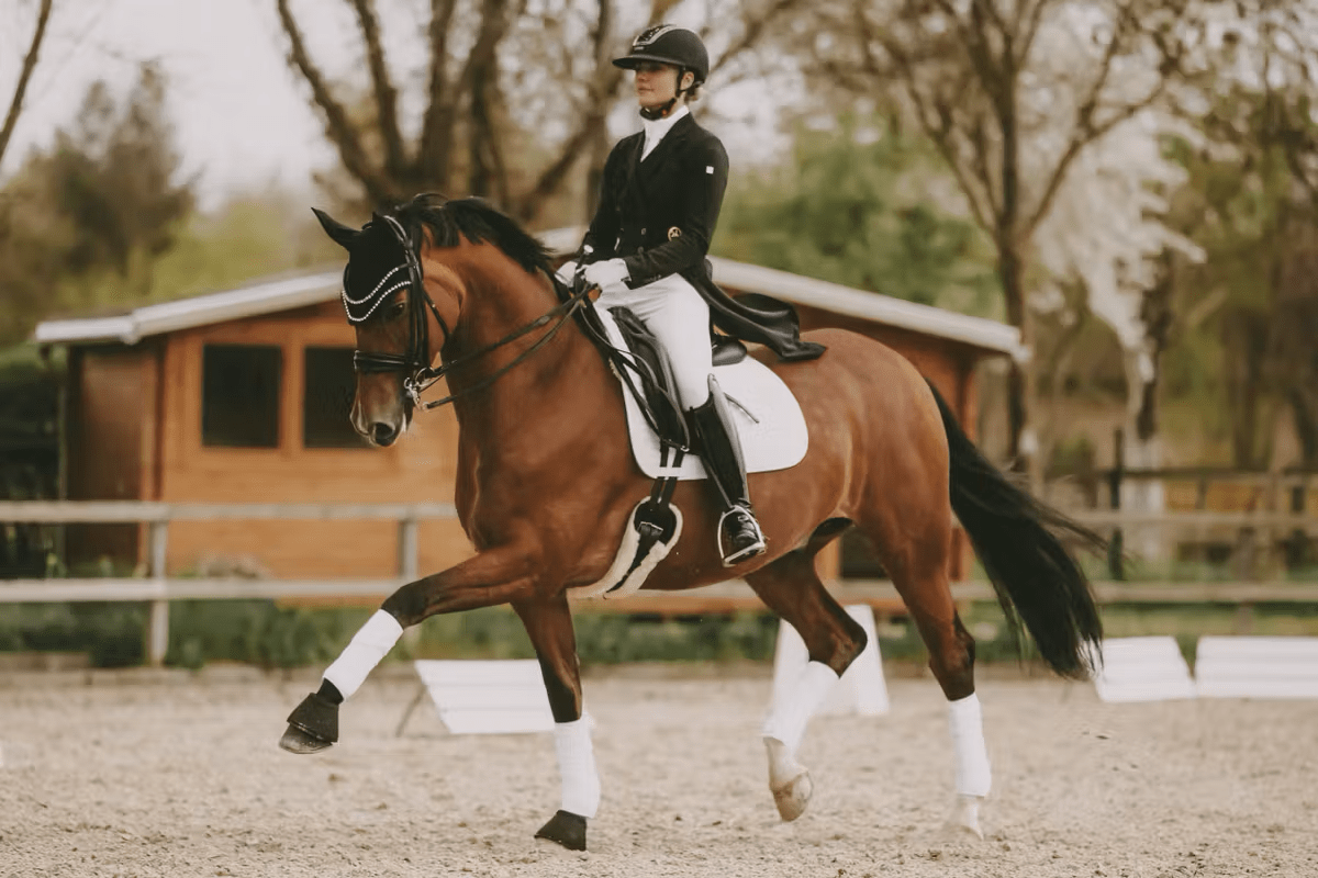 Kentucky Korte singel Wol/Bont Singels - Maddelin Equestrian Kentucky