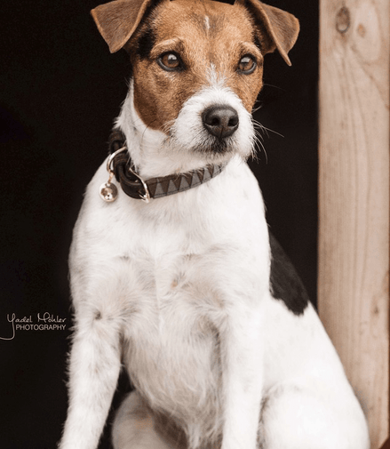 Kentucky Leiband Hond triangle Dogwear - Maddelin Equestrian Kentucky