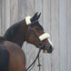 Kentucky Oornetje Black Oornetjes - Maddelin Equestrian Kentucky