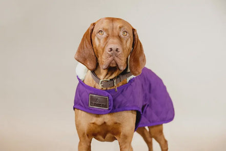 Kentucky Regenjas Hond Paars Dogwear - Maddelin Equestrian Kentucky