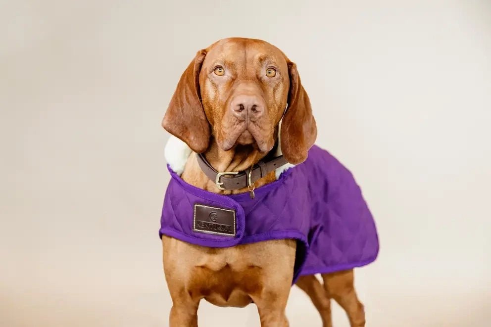 Kentucky Regenjas Hond Paars Dogwear - Maddelin Equestrian Kentucky