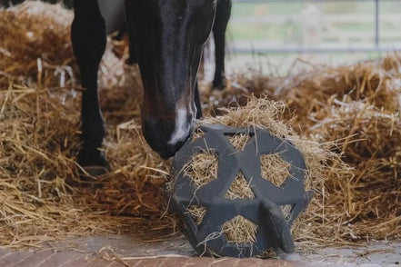 Kentucky Relax Paard Spel & Hooi Bal Speelgoed voor paarden - Maddelin Equestrian Kentucky