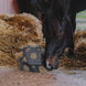 Kentucky Relax Paard Spel & Hooi Bal Speelgoed voor paarden - Maddelin Equestrian Kentucky