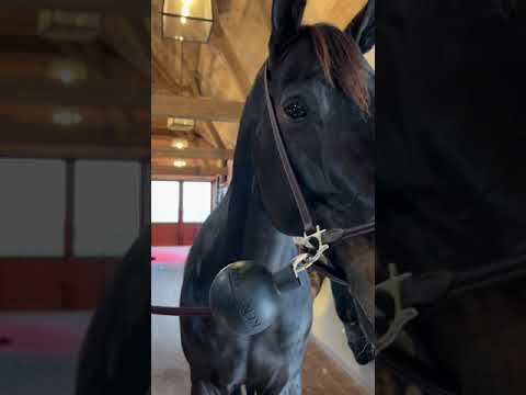 Kentucky Rubber Ball Protection wall & lead Stalbenodigdheden - Maddelin Equestrian Kentucky