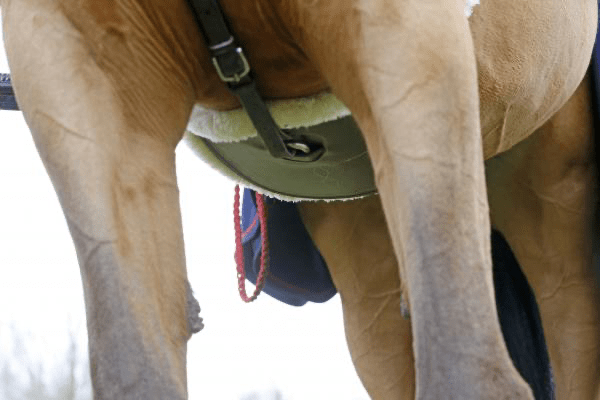 Kentucky Sheepskin Springsingel Singels - Maddelin Equestrian Kentucky