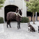 Kentucky Show Paardendeken Staldeken - Maddelin Equestrian Kentucky