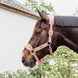 Kentucky Teddy Fleece Halster Halster met wol of faux fur - Maddelin Equestrian Kentucky