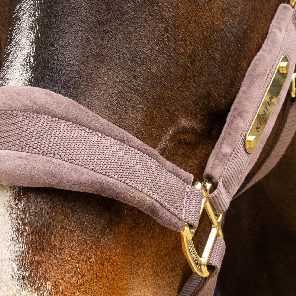 Kentucky Velvet Halster Nylon halsters - Maddelin Equestrian Kentucky