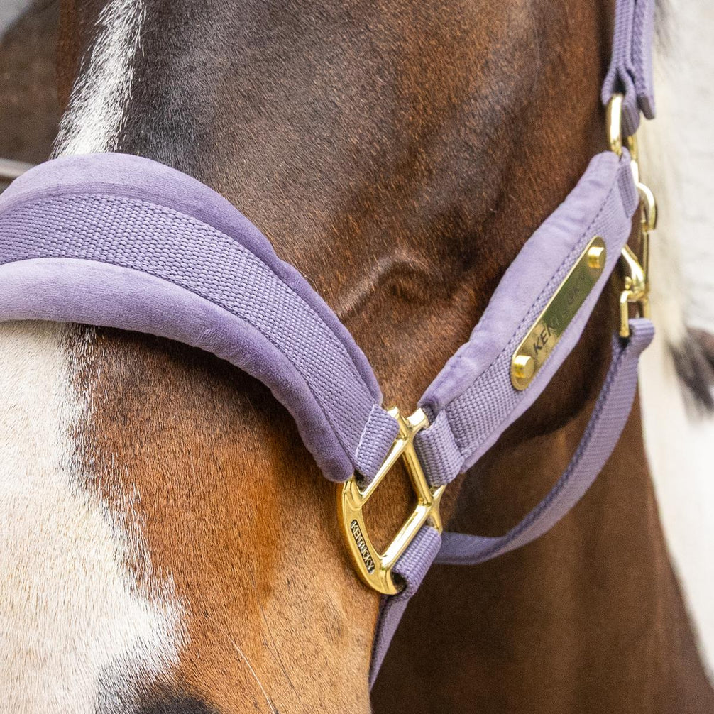 Kentucky Velvet Halster Nylon halsters - Maddelin Equestrian Kentucky