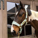 Kentucky Velvet Halster Nylon halsters - Maddelin Equestrian Kentucky