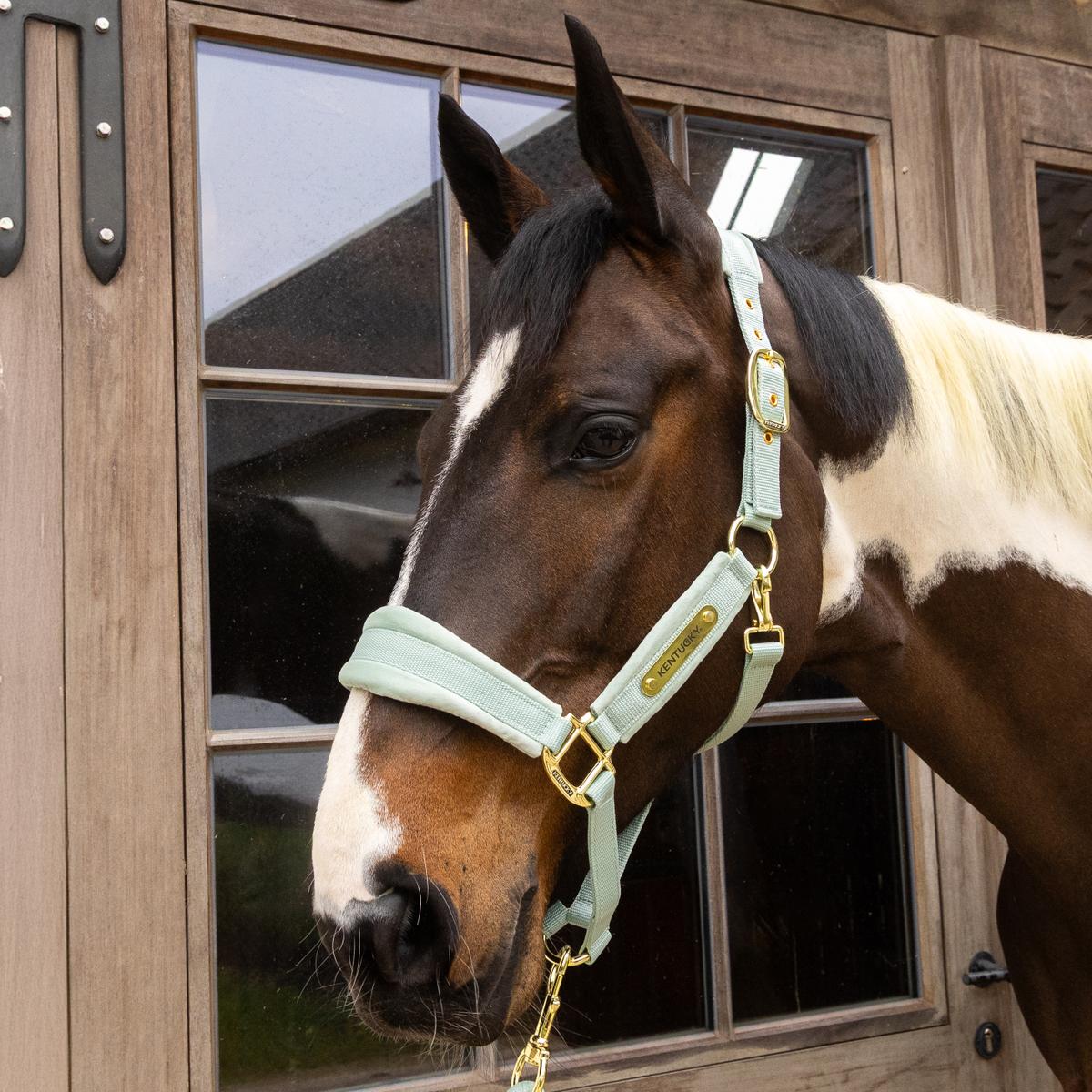Kentucky Velvet Halster Nylon halsters - Maddelin Equestrian Kentucky