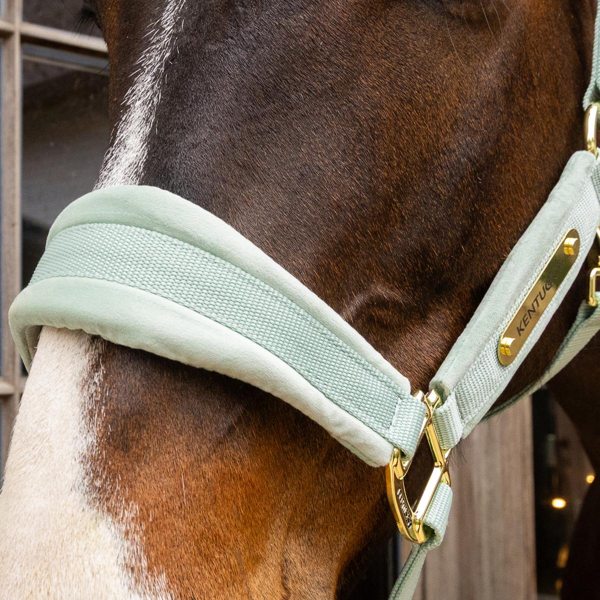 Kentucky Velvet Halster Nylon halsters - Maddelin Equestrian Kentucky