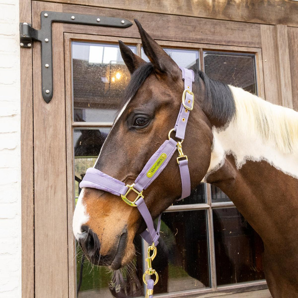 Kentucky Velvet Halster Nylon halsters - Maddelin Equestrian Kentucky