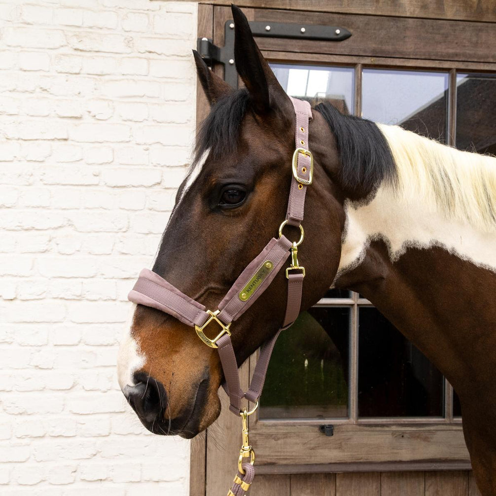 Kentucky Velvet Halster Nylon halsters - Maddelin Equestrian Kentucky