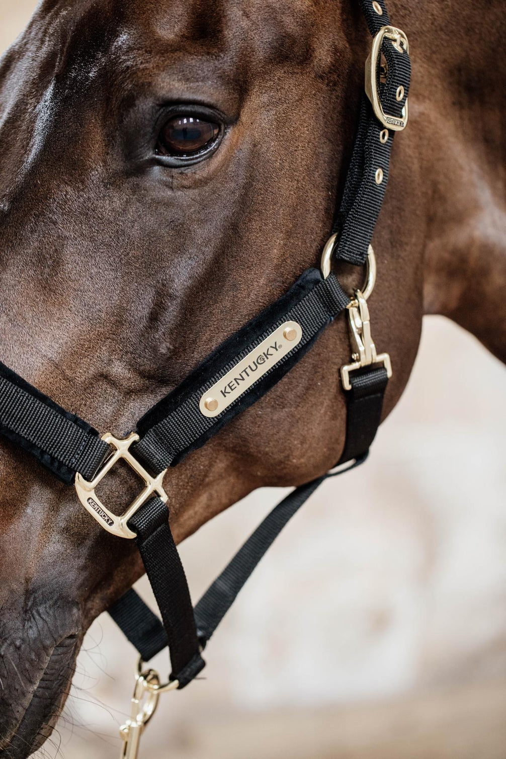 Kentucky Velvet Halster Nylon halsters - Maddelin Equestrian Kentucky