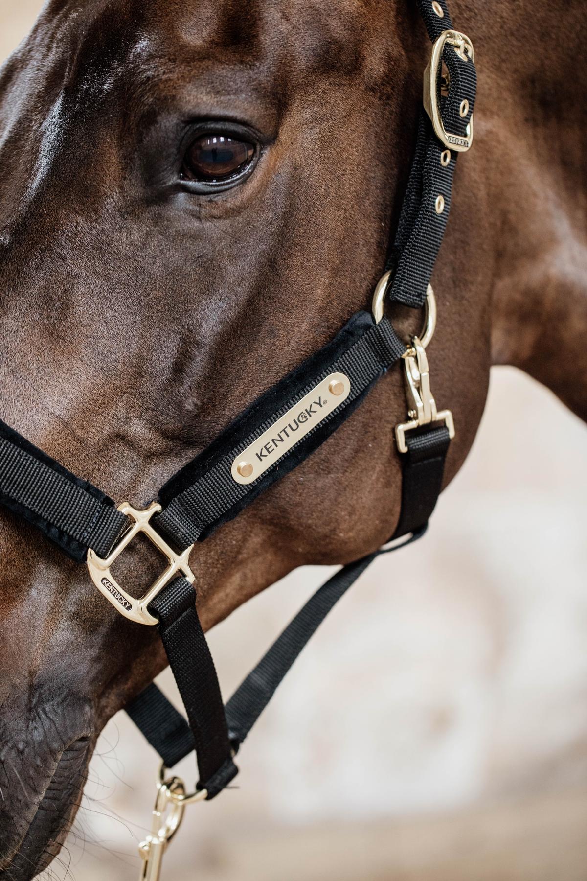 Kentucky Velvet Halster Nylon halsters - Maddelin Equestrian Kentucky