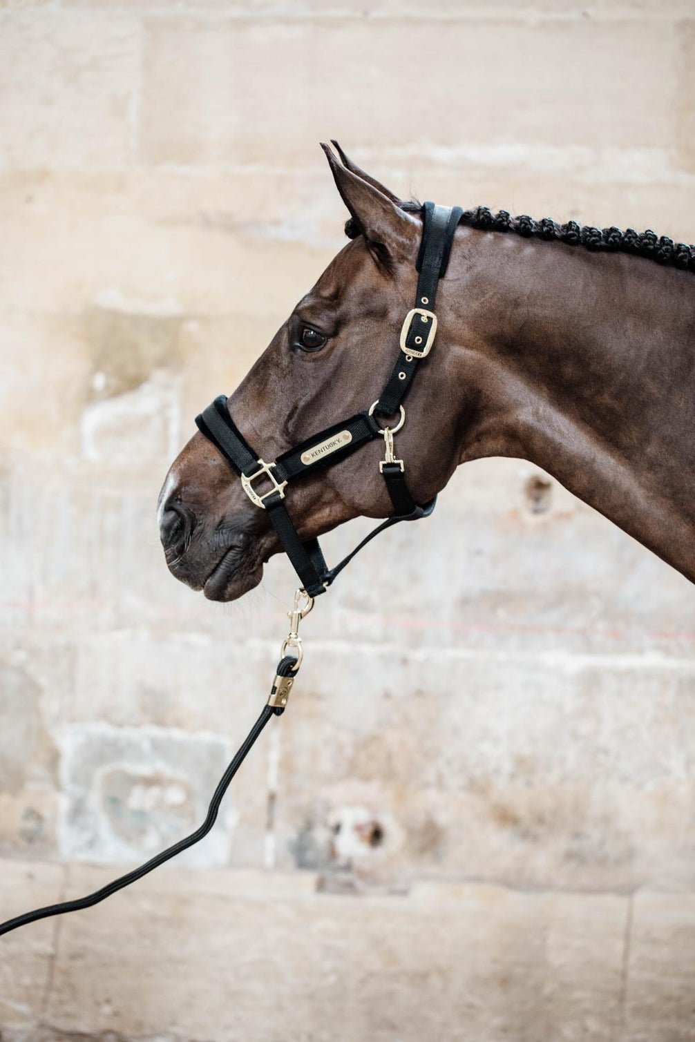 Kentucky Velvet Halster Nylon halsters - Maddelin Equestrian Kentucky