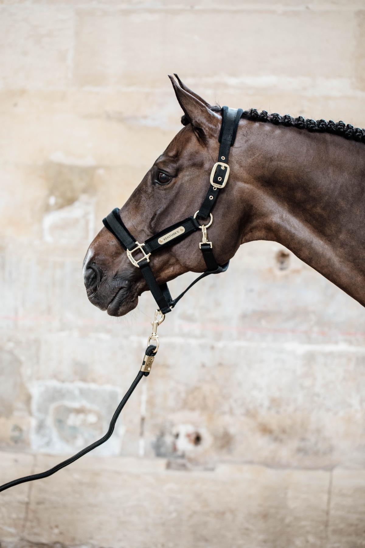 Kentucky Velvet Halster Nylon halsters - Maddelin Equestrian Kentucky