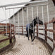 Kentucky Walker Paardendeken Waterdicht 160gr Stapmolen en uitrijdekens - Maddelin Equestrian Kentucky
