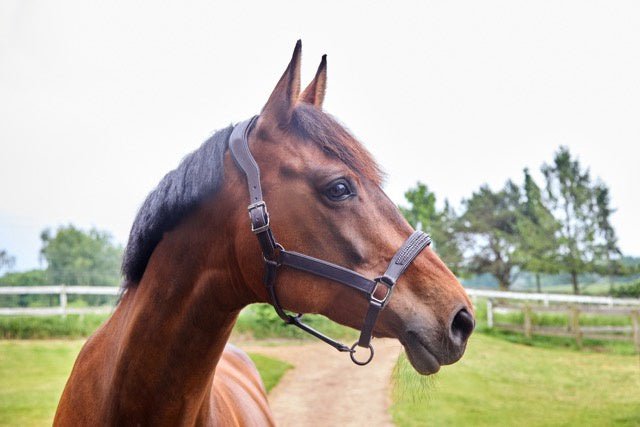 Kingsland KLneville Lederen Halster Lederen - Maddelin Equestrian Kingsland