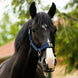 Lami - Cell Halterset AH Gold Nylon halsters - Maddelin Equestrian Lami - Cell
