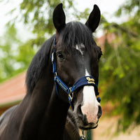 Lami - Cell Halterset AH Gold Nylon halsters - Maddelin Equestrian Lami - Cell